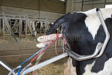 Vêlage d'une Prim'Holstein en stabulation aidé par vêleuse