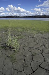 Cracked earth on Mackenzie delta riverbank Canada
