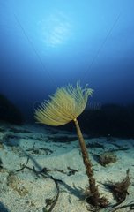 Wreathy-tuft tube worm Mediterranean