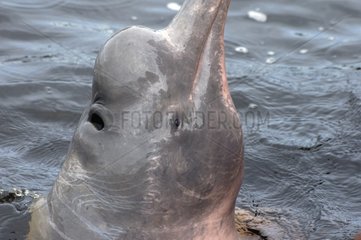 Pink River Dolphin in dark water of Rio Negro Brazil