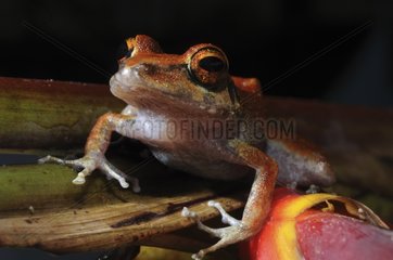Guianan frog French Guiana