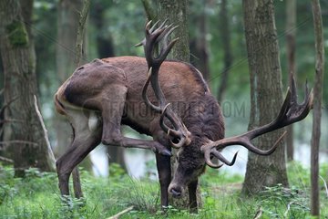 Male Red deer scratching its head Dyrehaven park Denmark
