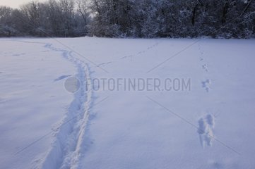 Traces in the snow Plain of the Vosges France
