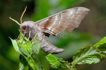 Eyed Hawk-moth closed wings Corsican France