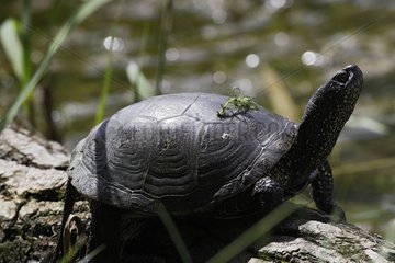 European pond turtle taking a sun bath France