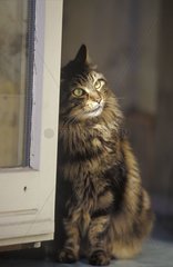 Portrait of a cat to a window