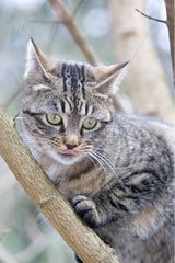 Tabby -Katze im Wald Oberbruck Haut Rhin