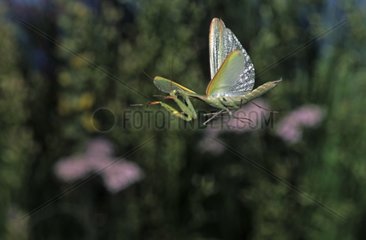 Beten Mantis fliegende Puy-de-dome Frankreich