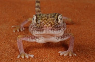 Dune Sand Gecko United Arab Emirates