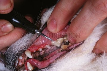 Gros plan d'un détartrage des dents d'un chien