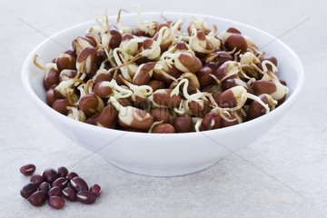 Seeds of azuki bean sprouts in a bowl