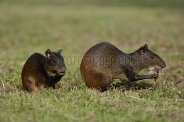 Red-rumped Agoutis eating on ground French Guiana