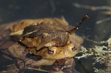 Common Toads in the water of the lake during reproduction