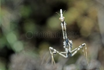 Conehead Mantis Face Rhône-Alpes Frankreich