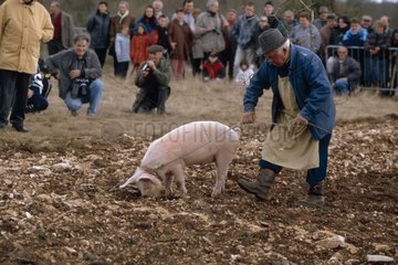 Güterwettbewerb mit einem Schweinefleisch in Lalbenque