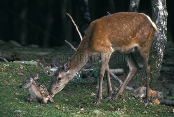 Female red Deer and its small in temperate forest