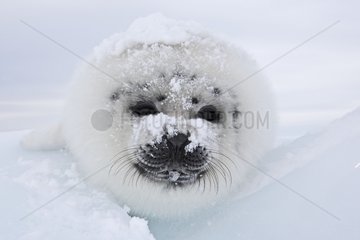 Portrait of Whitecoat on Ice Madeleine Islands Quebec Canada