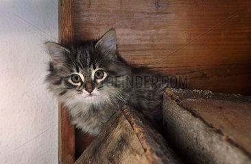Kätzchen spielt in einer Holzkiste
