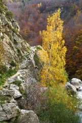 Herbstfarben in Monts d'Ardèche Nationalpark Frankreich