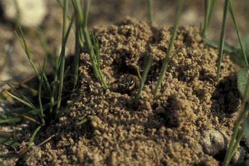 Abeille des sables sortant de son nid dans le sol France