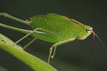 Portrait of Leaf Grasshopper in rainforest in Sumatra