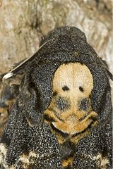 Death's-head hawk-moth on a trunk France