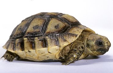Young Spur-thighed tortoise in studio