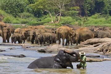 Domestic Asian Elephants on the river Sri Lanka