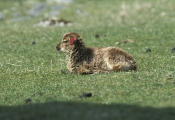 Soay lamb lied down in grass Hirta Island Scotland