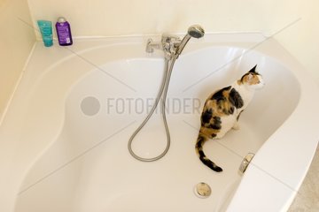 Alley cat sit in a bathtub France