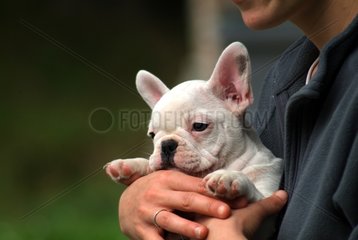 Pup French Bulldog walked by its mistress France