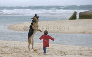 Berger allemand jouant avec un enfant sur la plage France