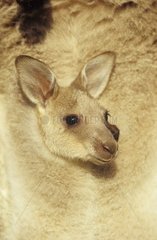 Jeune Grand kangourou gris de l'Est dans sa poche marsupiale