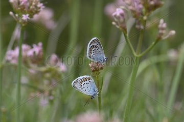 Silver-studded Blues couple landed on inflorescence