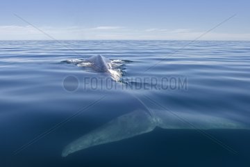 Blue Whale swimming Sea of Cortez Mexico