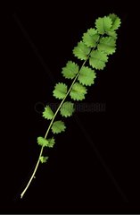 Break into leaf of Burnet Poterium sanguisorba [AT]