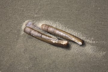 Razor clam on the beach Schiermonnikoog NP Netherlands