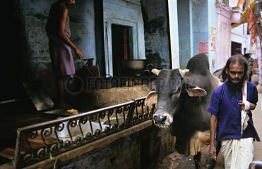 Heilige Kuh  die in einer StraÃŸe von Varanasi India spazieren geht
