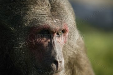 Gros plan de la tête d'un Macaque brun