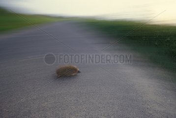 European Hedgehog crossing a road Picardie