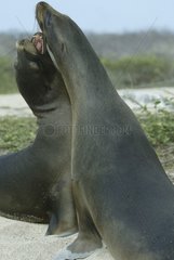 Galapagos Seelöwen auf den Strandinseln Galapagos