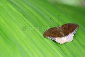 Schmetterling auf einem Blatt in einem tropischen Gewächshaus