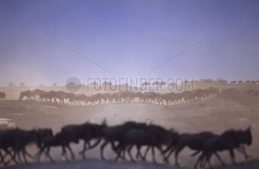 Migrating Wildebeests Serengeti Tanzania