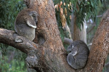 Koalas dormants dans un arbre Australie
