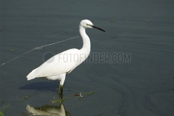 Great Egret and wire spider web around the neck