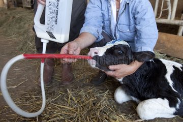 Administration of colostrum to a newborn Holstein calf