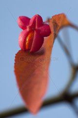 Fruit of the European spindle tree