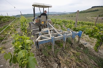 Caterpillar tractor working in a vineyard Italy