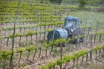 Spraying and Treatment of Vines in Italy