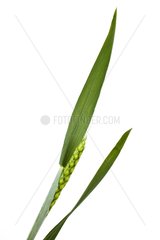 Wheat output stage of the last leaf